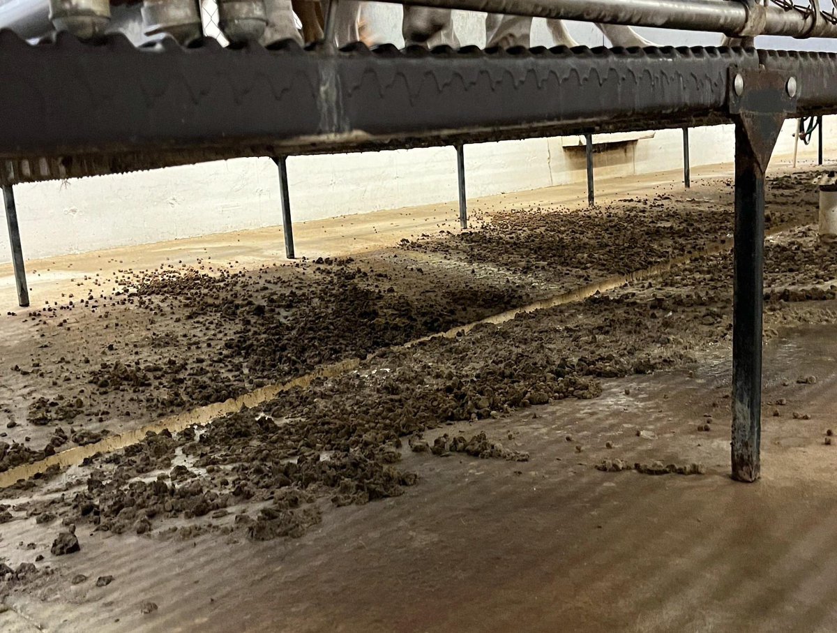 Beagle Lovers And Rescuers Inc. tweet media