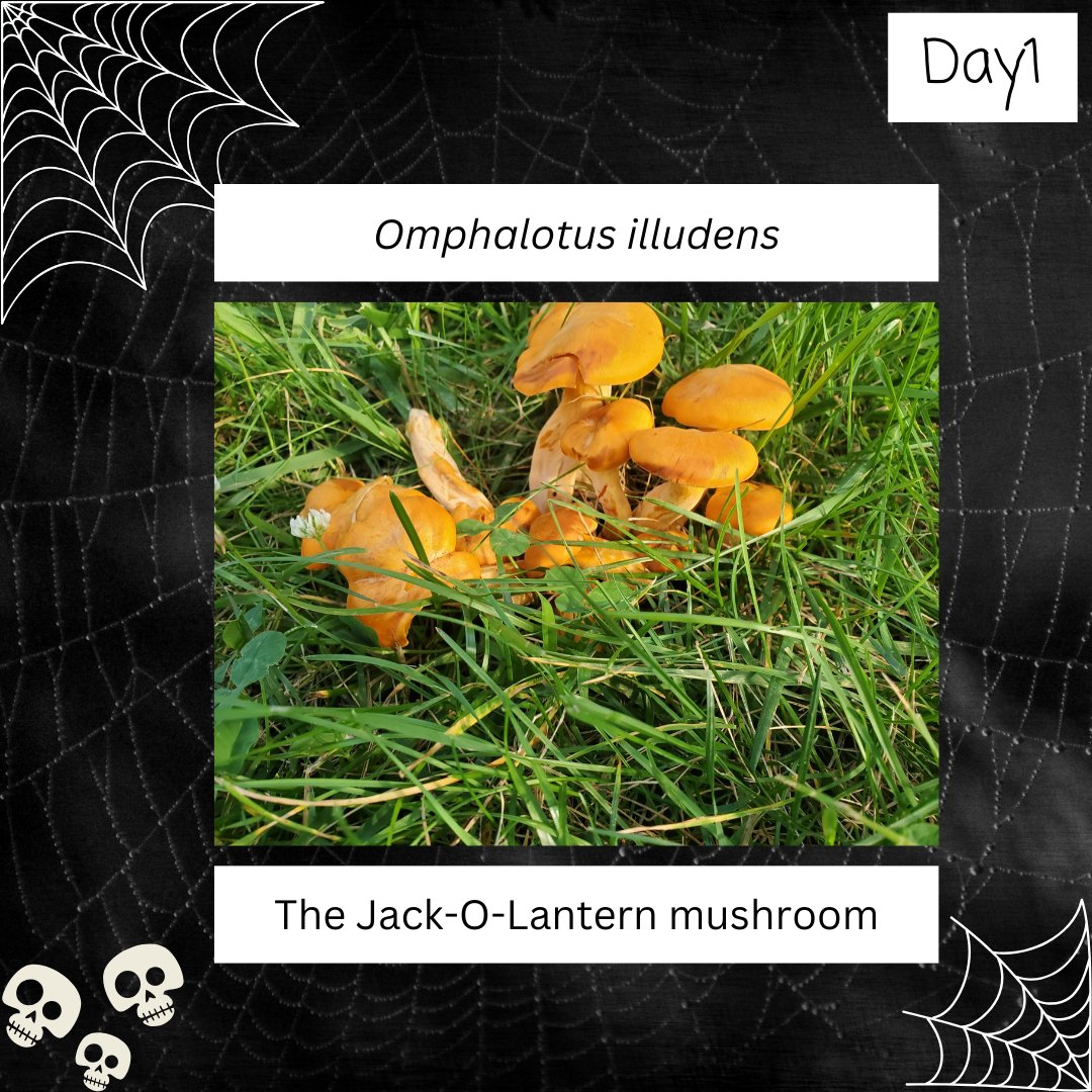 MSA Student and Postdoc Section tweet media