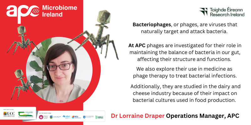 Pharmabiotic's tweet photo. Today is World Phage Day so we will take the opportunity to showcase some important phage research taking place at APC. Our Operations Manager Dr Lorraine Draper sets the scene.
#WorldPhageDay #WorldPhageWeek
@AGEofthePHAGE @UCCresearch @Researchirel https://t.co/TIj5CTjAf6