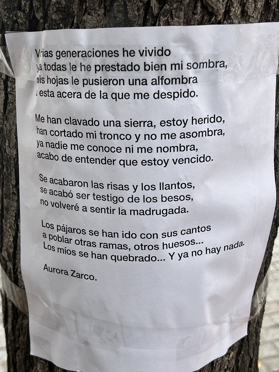 Miguel Barrueco Ferrero (@barruecomiguel) on Twitter photo Así estaba esta mañana la Plaza del Oeste de #Salamanca, con los árboles cortados, un barrio de calles estrechas y que apenas tiene árboles. Si eran un peligro los responsables serán quienes no los han cuidado durante años. Los vecinos los querían pero… ¿qué sabrán los vecinos? Así estaba esta mañana la Plaza del Oeste de #Salamanca, con los árboles cortados, un barrio de calles estrechas y que apenas tiene árboles. Si eran un peligro los responsables serán quienes no los han cuidado durante años. Los vecinos los querían pero… ¿qué sabrán los vecinos?