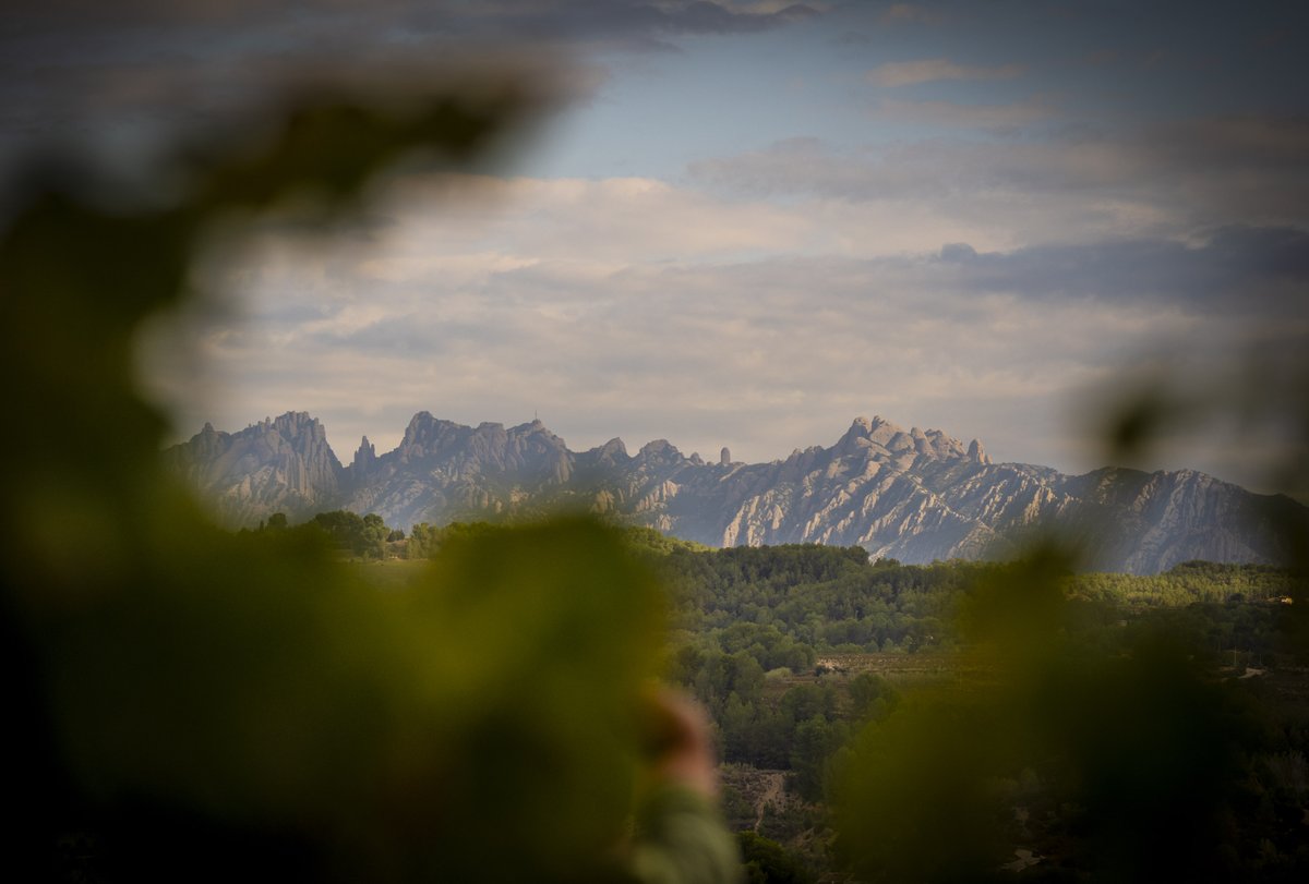 RaventosiBlanc's tweet image. [CONCA DEL RIU ANOIA🌄]

For over 500 years, #ConcadelRiuAnoia has witnessed the perfect balance between soil and climate. Here, we craft #SparklingWines that capture the essence of our calcareous soils, rich in #MarineFossils, giving them a unique mineral character.