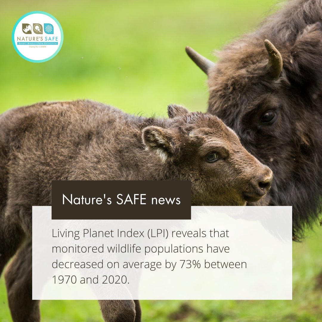 Since 1970, monitored wildlife populations have declined by an average of 73%.

To reverse these declines, we must continue to work together to protect habitats, preserve healthy species, and restore populations where needed. 

🔗 Read more: zsl.org/news-and-event…