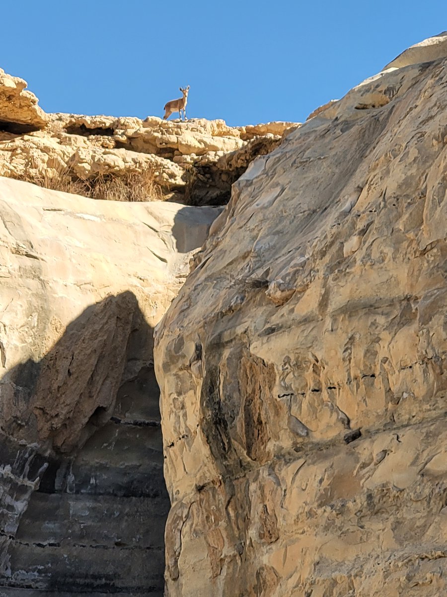 Meir Orbach tweet media