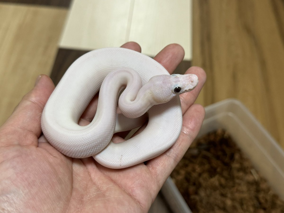 R&M Reptiles tweet media