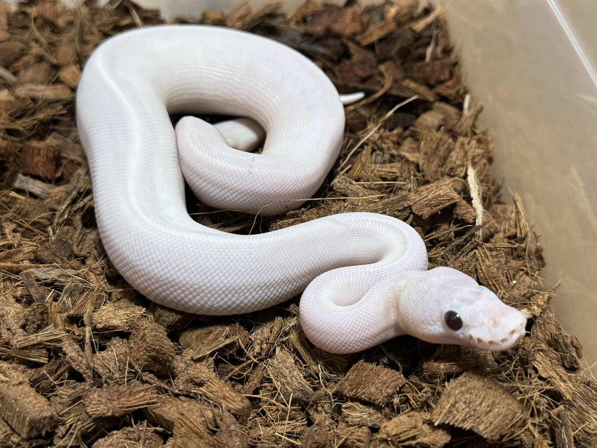 R&M Reptiles tweet media