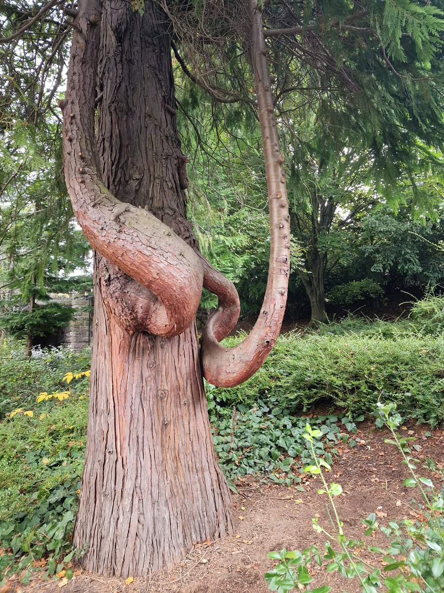 It Came from Beneath the Sea (1955) 🐙
#thicktrunktuesday