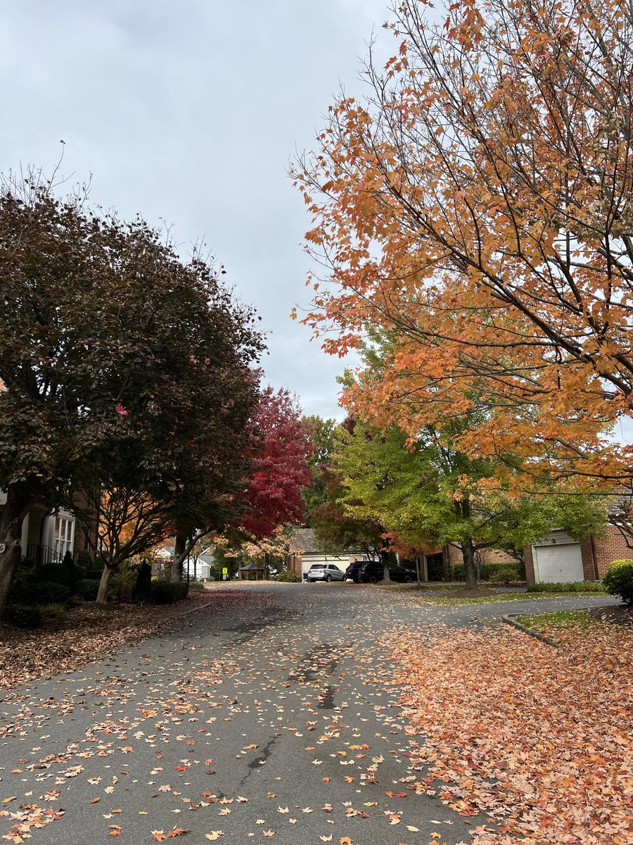 TheShaolin.IP tweet media