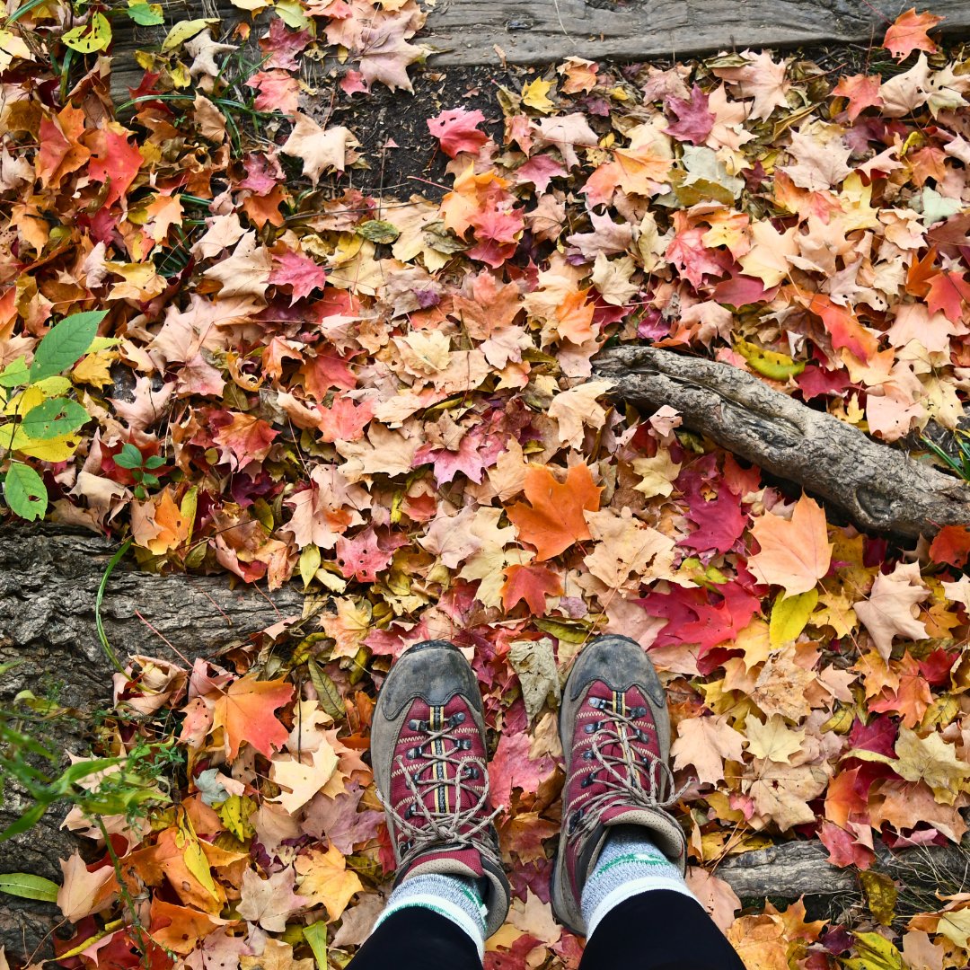 We're officially in peak fall! Have you had a chance to get out and enjoy the colourful foliage?🍂 Oaks, birches, beeches, maples and sumacs are all showing their vibrant hues - which one is your favourite?
#brucetrail #fallcolours