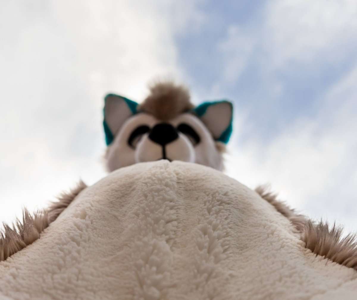 Tummy Tuesday you say! 😯💕 
#TummyTuesday
(📸 <a href="/Crofty_Raccoon/">crofty_raccoon</a> )