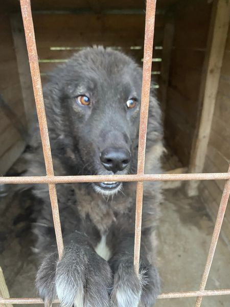 BosniaCatsDogs's tweet photo. 📷📷URGENT FOOD DEBT FOR OCTOBER📷📷
We are now very late in raising the funds for the food debt for October.
It’s VITAL that this is all raised and paid by the end of the month so that more food can be ordered for November.
Winter is in its way and they need food to help them keep warm and healthy. Especially the strays and feral cats.
There are over 300 cats and dogs that need to eat who rely on Naida.
I have met almost all of these dogs and cats and they are all extremely well taken care of, healthy and happy thanks to the love and dedication of all those involved in their care. But they need to eat to stay healthy.
Not just those in her care who need to eat but also the stray dogs in the forest, the feral cats and the dogs abandoned by their rescuers and sponsors. Some are lucky to have new sponsors to keep them safe but they also need to eat.
we can’t let them go hungry.
Puppies and Kittens need their own food and their are those on special food including our diabetic girl, Maisie.
I will post each day photos of the fabulous dogs and cats 📷
So please be kind enough to help me raise these funds and ensure that none go hungry.
Thank you
If you prefer to donate via PayPal please mark ‘food’
📷📷 https://t.co/vllNLShNtO
📷📷. https://t.co/Xr2hmsKcVk