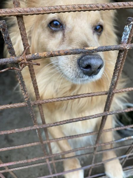 BosniaCatsDogs's tweet photo. 📷📷URGENT FOOD DEBT FOR OCTOBER📷📷
We are now very late in raising the funds for the food debt for October.
It’s VITAL that this is all raised and paid by the end of the month so that more food can be ordered for November.
Winter is in its way and they need food to help them keep warm and healthy. Especially the strays and feral cats.
There are over 300 cats and dogs that need to eat who rely on Naida.
I have met almost all of these dogs and cats and they are all extremely well taken care of, healthy and happy thanks to the love and dedication of all those involved in their care. But they need to eat to stay healthy.
Not just those in her care who need to eat but also the stray dogs in the forest, the feral cats and the dogs abandoned by their rescuers and sponsors. Some are lucky to have new sponsors to keep them safe but they also need to eat.
we can’t let them go hungry.
Puppies and Kittens need their own food and their are those on special food including our diabetic girl, Maisie.
I will post each day photos of the fabulous dogs and cats 📷
So please be kind enough to help me raise these funds and ensure that none go hungry.
Thank you
If you prefer to donate via PayPal please mark ‘food’
📷📷 https://t.co/vllNLShNtO
📷📷. https://t.co/Xr2hmsKcVk