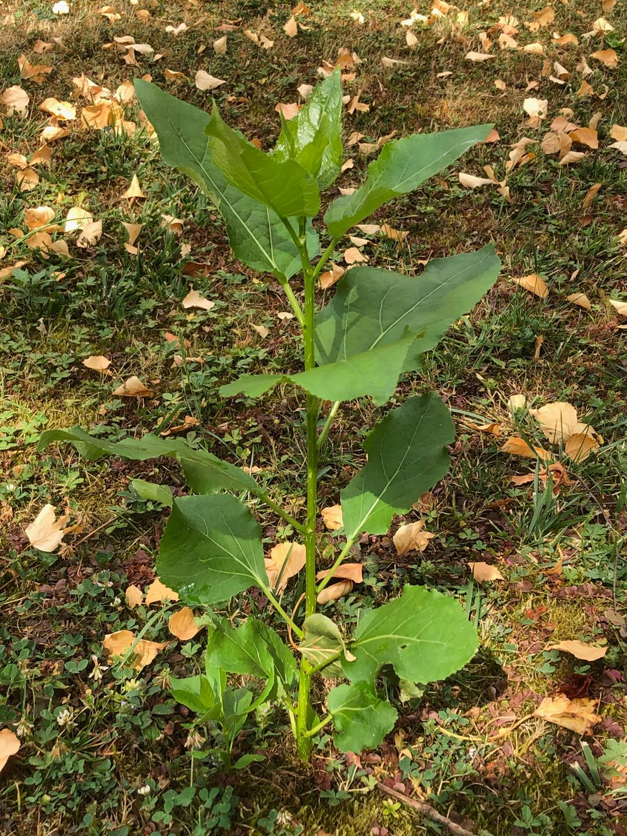 I'm excited to announce our latest <a href="/NewPhyt/">New Phytologist</a> paper, which explores the role of the poplar SWEET1c glucose transporter in ectomycorrhizal symbiosis, a result of our long-standing collaboration with Prof. Feng Zhang from Lanzhou University. 1/n

nph.onlinelibrary.wiley.com/doi/10.1111/np…