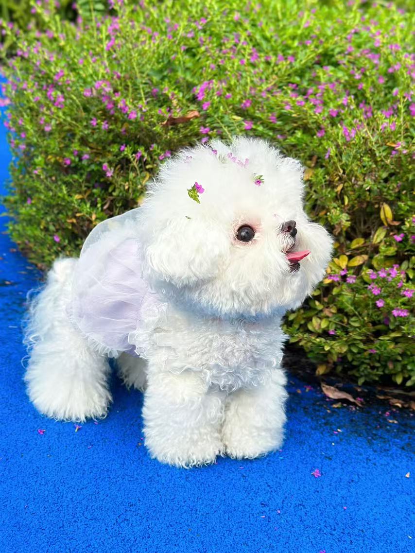 Heapet_official's tweet photo. A dog that flirts with flowers
#heapet #dogsofX #cutdog #lovelydog #PuppyLove https://t.co/RD3W71rbGP