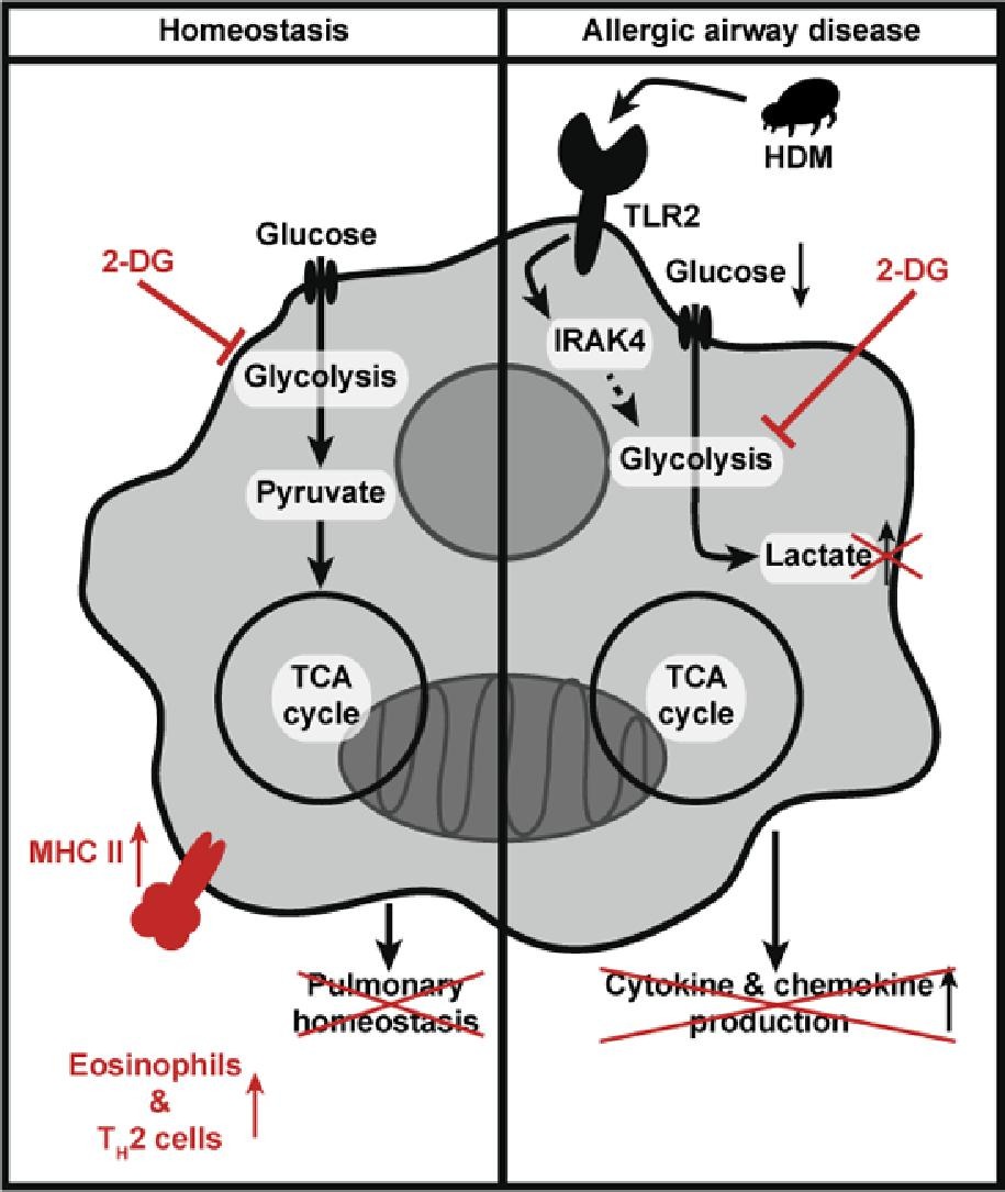 HinksLab's tweet image. Out today doi.org/10.1016/j.muci… our collaborator Adam Byrne shows airway macrophage glycolysis controls lung homeostasis and responses to aeroallergens. Exposure to house dust allergen drove glycolysis in alveolar macrophages; inhibiting this altered inflammation, via TLR2.