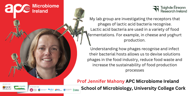 Pharmabiotic's tweet photo. For World Phage Day Prof Jennifer Mahony gives some insights into her research.
#WorldPhageDay #WorldPhageWeek
@AGEofthePHAGE @UCCresearch
@Researchirel @JenniferMahony7 @UccMicrobiology @SEFSUCC https://t.co/BK3AoKAJbu