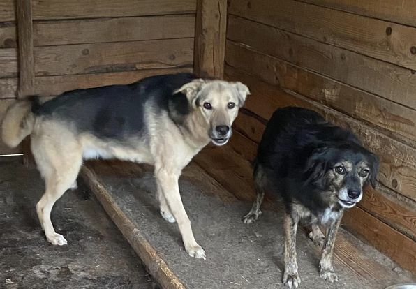 BosniaCatsDogs's tweet photo. 📷📷URGENT FOOD DEBT FOR OCTOBER📷📷
We are now very late in raising the funds for the food debt for October.
It’s VITAL that this is all raised and paid by the end of the month so that more food can be ordered for November.
Winter is in its way and they need food to help them keep warm and healthy. Especially the strays and feral cats.
There are over 300 cats and dogs that need to eat who rely on Naida.
I have met almost all of these dogs and cats and they are all extremely well taken care of, healthy and happy thanks to the love and dedication of all those involved in their care. But they need to eat to stay healthy.
Not just those in her care who need to eat but also the stray dogs in the forest, the feral cats and the dogs abandoned by their rescuers and sponsors. Some are lucky to have new sponsors to keep them safe but they also need to eat.
we can’t let them go hungry.
Puppies and Kittens need their own food and their are those on special food including our diabetic girl, Maisie.
I will post each day photos of the fabulous dogs and cats 📷
So please be kind enough to help me raise these funds and ensure that none go hungry.
Thank you
If you prefer to donate via PayPal please mark ‘food’
📷📷 https://t.co/vllNLShNtO
📷📷. https://t.co/Xr2hmsKcVk