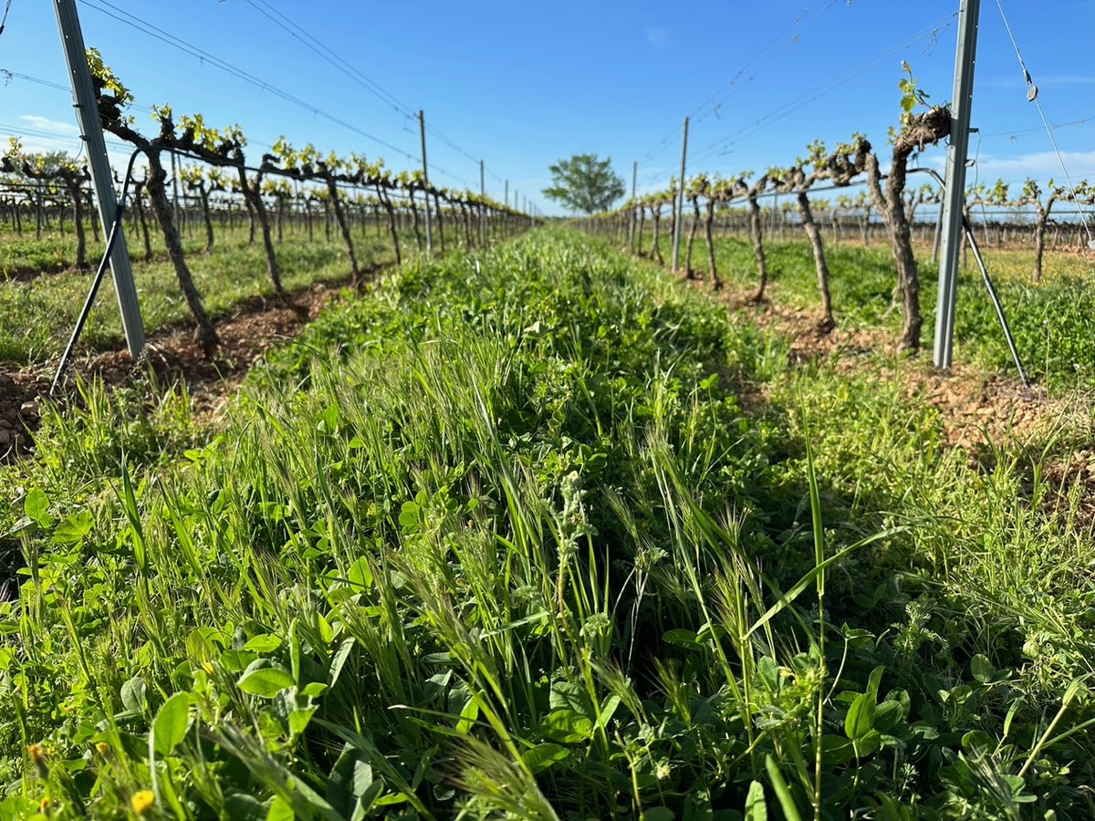 FHALMERIA's tweet image. AEACSV y MAPA organizan el webinar gratuito #Cubiertas y #Ecorregímenes de la #PAC: Beneficios, Implementación y Soluciones Prácticas' - Noticias - fhalmería

📲 fhalmeria.com/noticia-35365-…