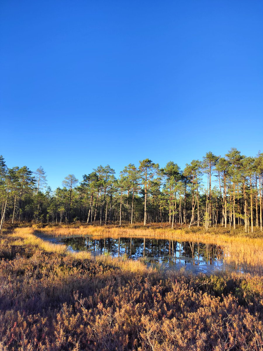 Peatscapes tweet media