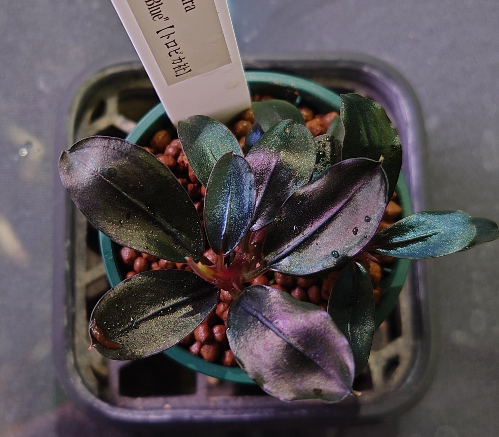 Bucephalandra sp. ソルディデュラブルー　水上葉 ねおん on X: 