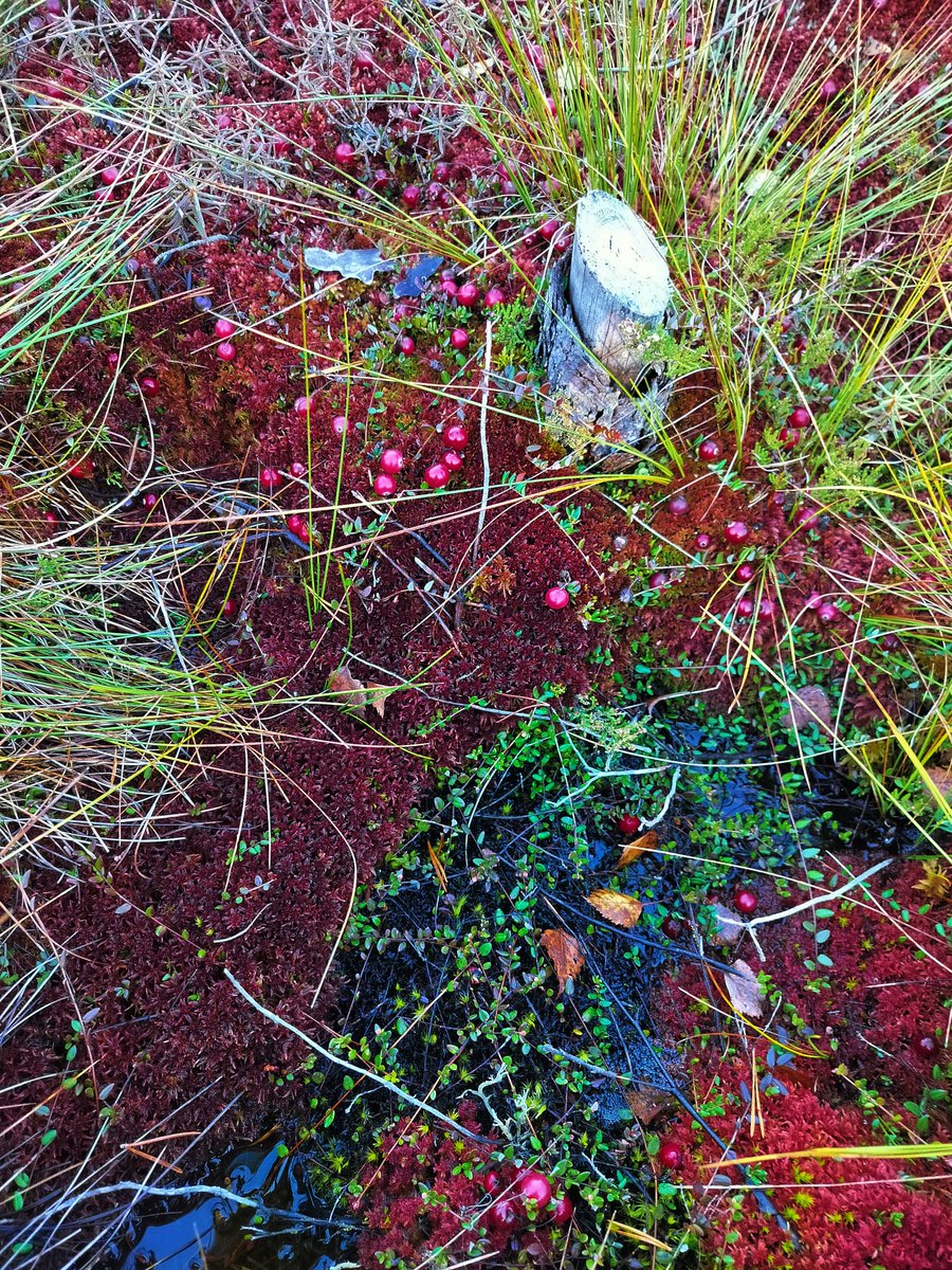 Peatscapes (@peatscapes) on Twitter photo Another exciting fieldtrip to Tudusoo and Laukasoo bogs, restored by <a href="/LIFEprogramme/">LIFE Programme</a> Mires of Estonia in 2015-2021. Very interesting excursions and lectures by <a href="/ELFond/">EestimaaLooduseFond</a> to learn about the complex design, long-term monitoring, and public understanding of peat restoration projects! Another exciting fieldtrip to Tudusoo and Laukasoo bogs, restored by <a href="/LIFEprogramme/">LIFE Programme</a> Mires of Estonia in 2015-2021. Very interesting excursions and lectures by <a href="/ELFond/">EestimaaLooduseFond</a> to learn about the complex design, long-term monitoring, and public understanding of peat restoration projects!