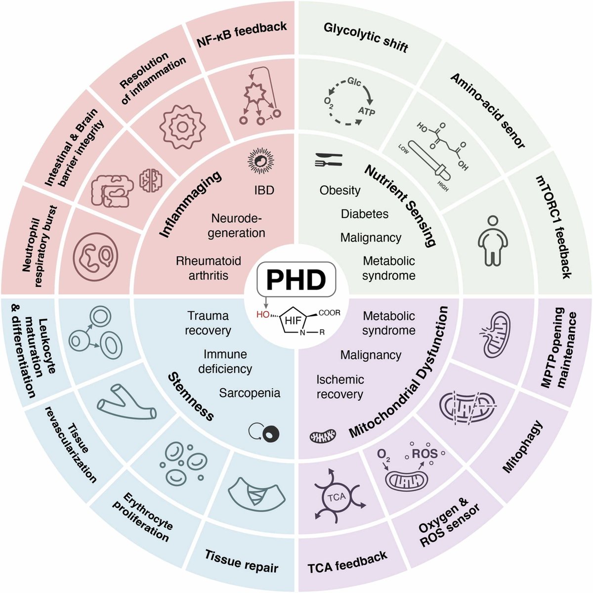 Roles of Hypoxia-Inducible Factor-Prolyl Hydroxylases in Aging and Disease
sciencedirect.com/science/articl…