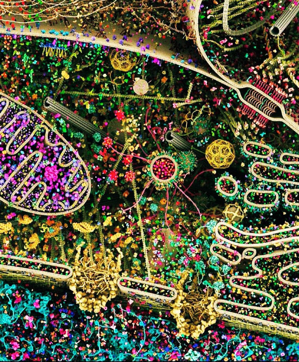 The the most detailed model of a human cell to date.

It was constructed by using x-ray, NMR and cryoelectron microscopy datasets. 

We are universes within universes run by electrons.