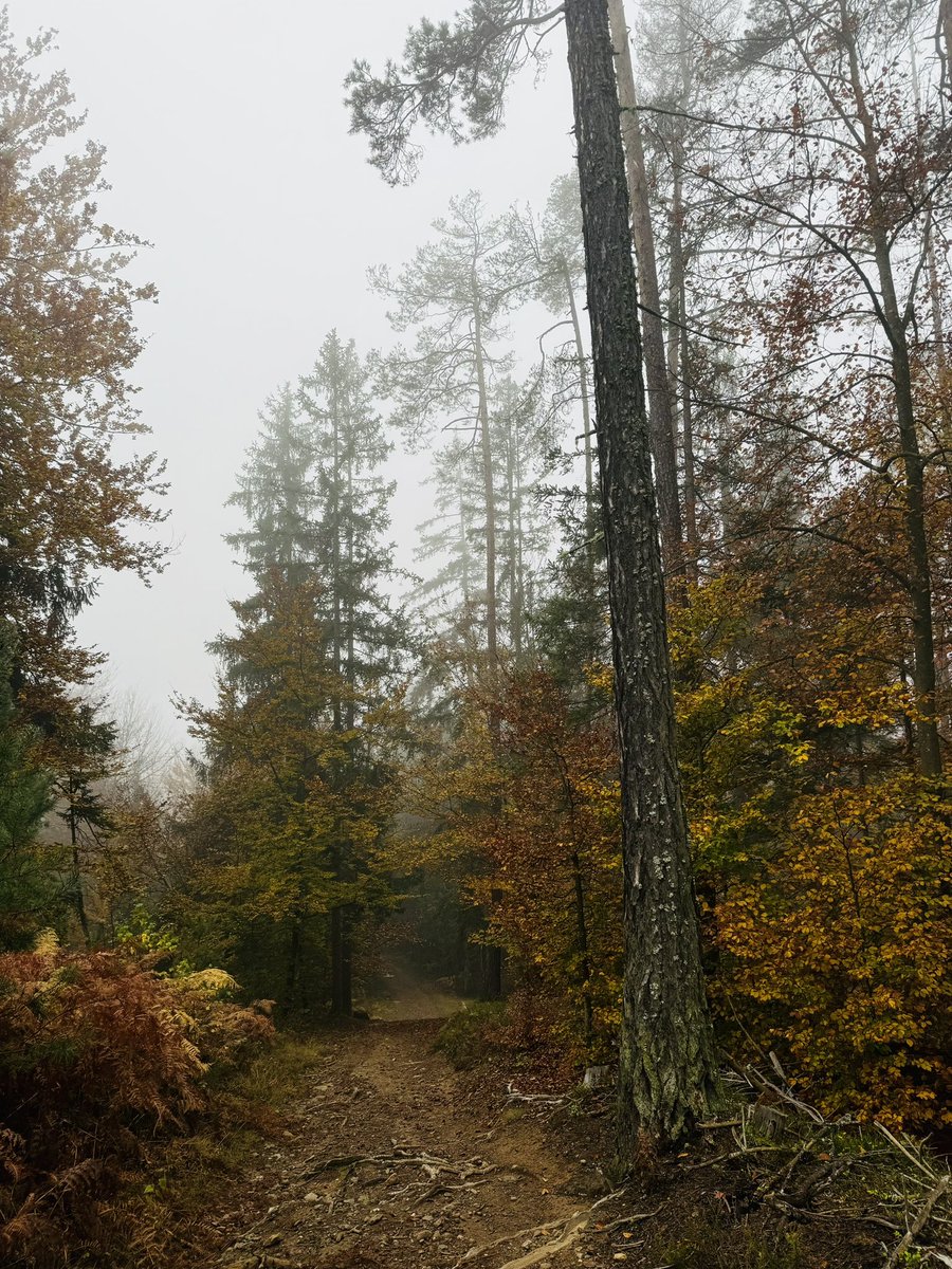 i am sorry, i just cannot stop posting foggy trees, but this morning run was a bit magical (even while talking through work stuff with my mentor). ✨
