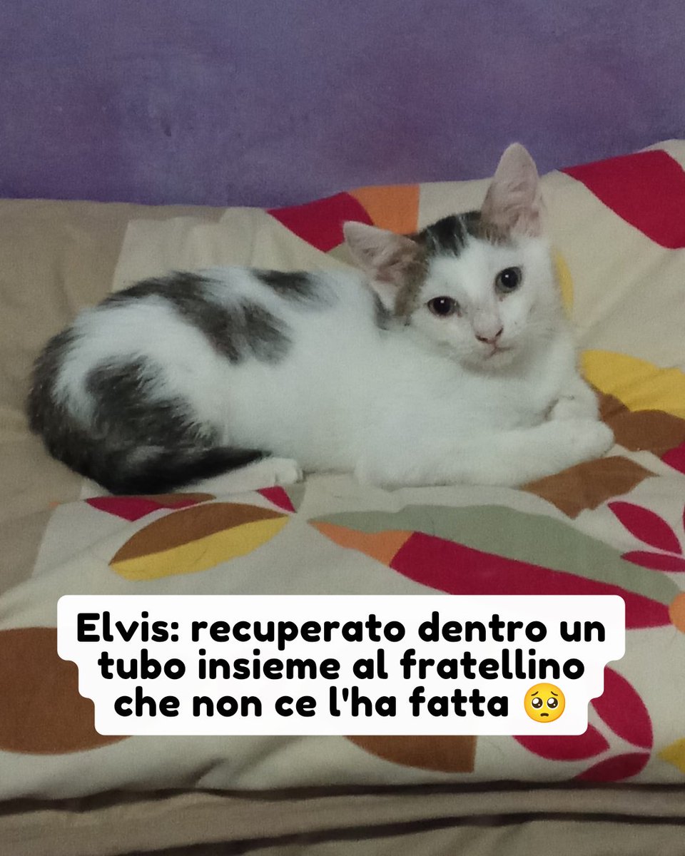 Frosinone 338 307 8117

Elvis e il suo fratellino sono stati ritrovati all'interno di una tubatura al buio e senza cibo. Erano soli, spaventati e molto deboli. Purtroppo, il fratello di Elvis non ce l'ha fatta, ma lui è stato fortunato... #adozionegatto