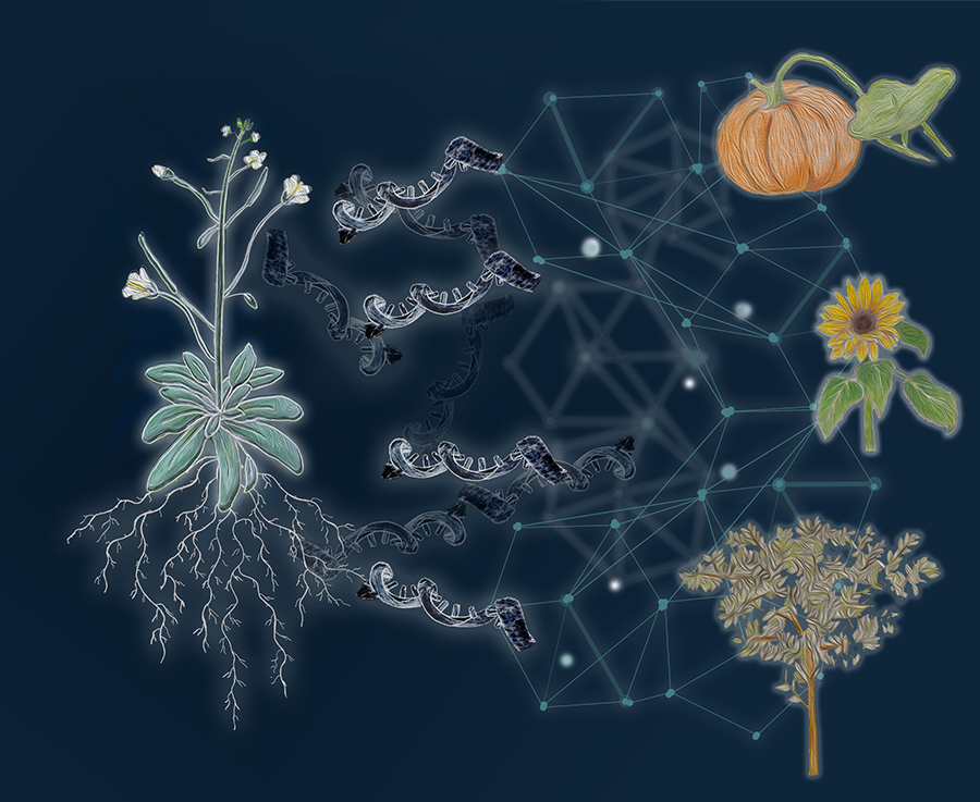 Botanical_'s tweet photo. Expression-based #MachineLearning models for predicting plant tissue identity

In new #AppsPlantSci research, Palande, @alerougon, Chitwood, et al advocate for diverse models in plant research

https://t.co/deXaQPXug9 @wileyplantsci #Arabidopsis #botany #iamabotanist #plantjoy https://t.co/7OJA29Phca