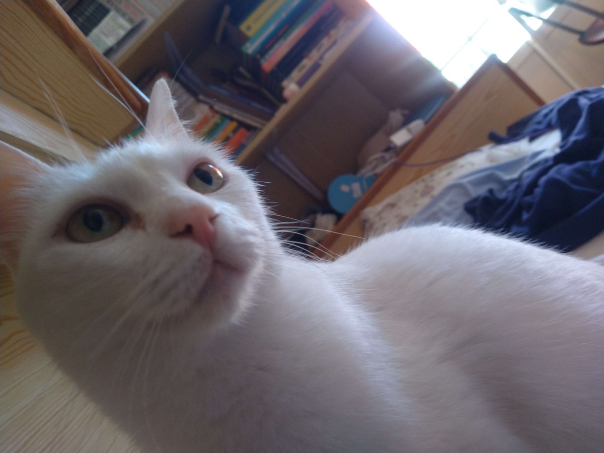 modernenaree's tweet image. this is doing numbers check out my wifes cat again