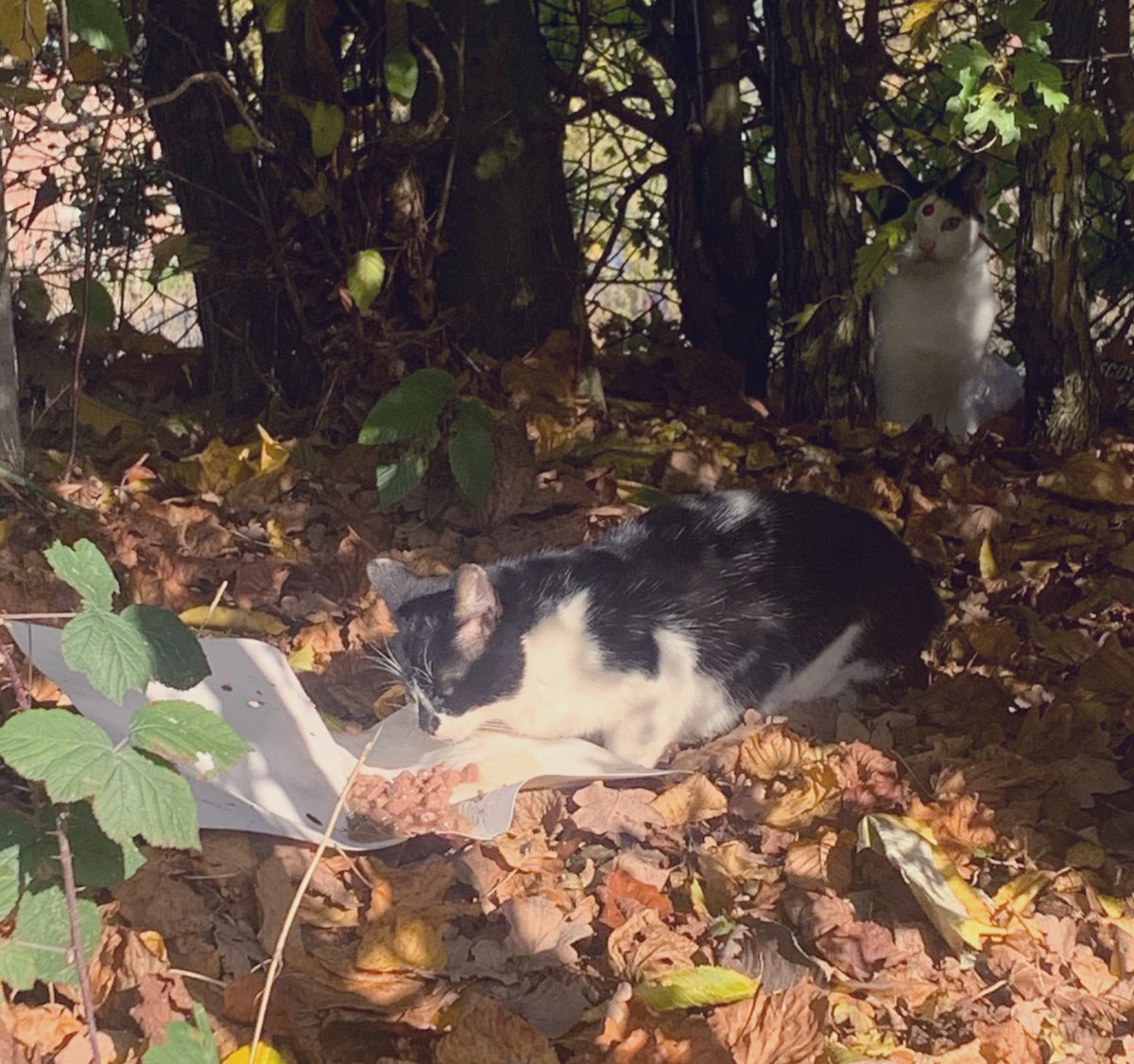 An important part of our Bridge Centre garden are our resident visiting cats! We leave good for them and we are building an outdoor shelter for them! Great for building Empathy! <a href="/AldersleyHighSc/">AldersleyHighSchool</a>