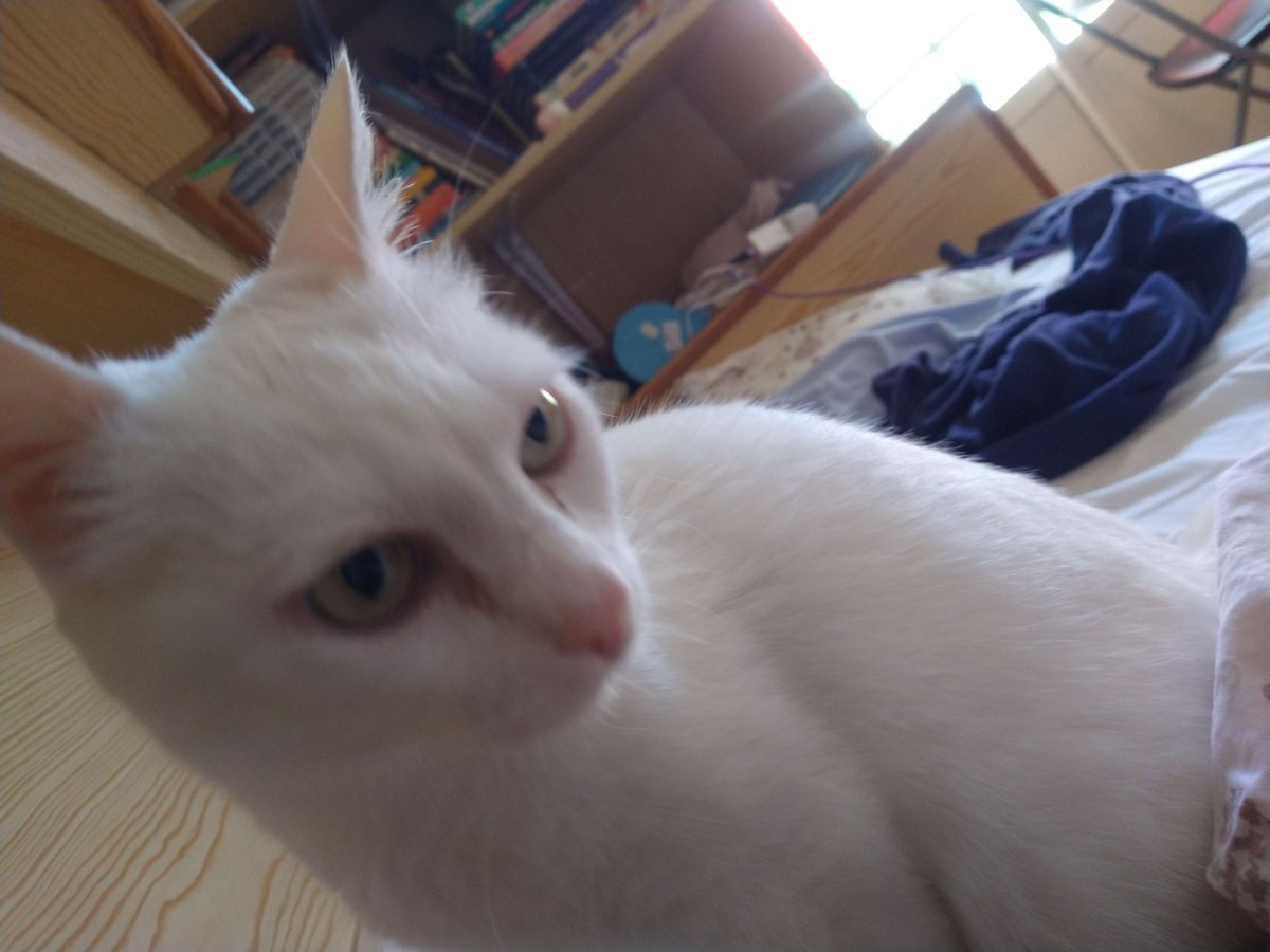 modernenaree's tweet image. this is doing numbers check out my wifes cat again