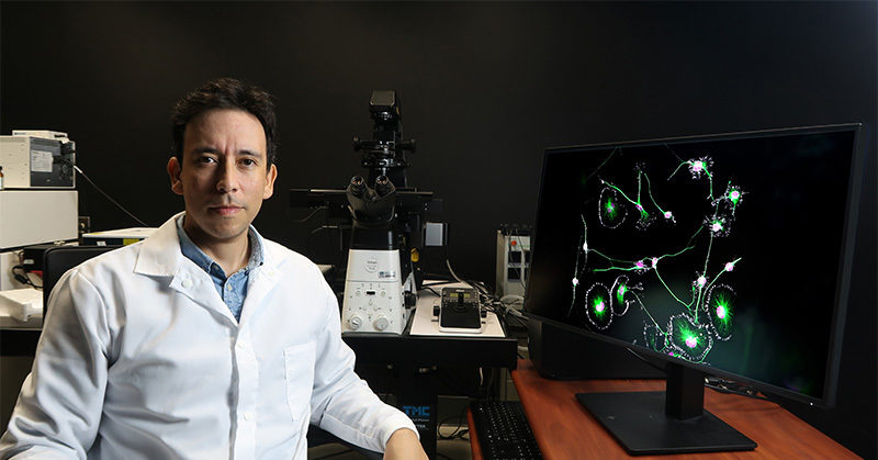 New #MastersofMicroscopy features Dr. Bruno Cisterna – winner of this year’s #NikonSmallWorld photomicrography contest!

Click to learn about Dr. Cisterna, his long-time passion for #Microscopy, work in the lab of @chillinwithpfn1, and more: bit.ly/4hb1m6X