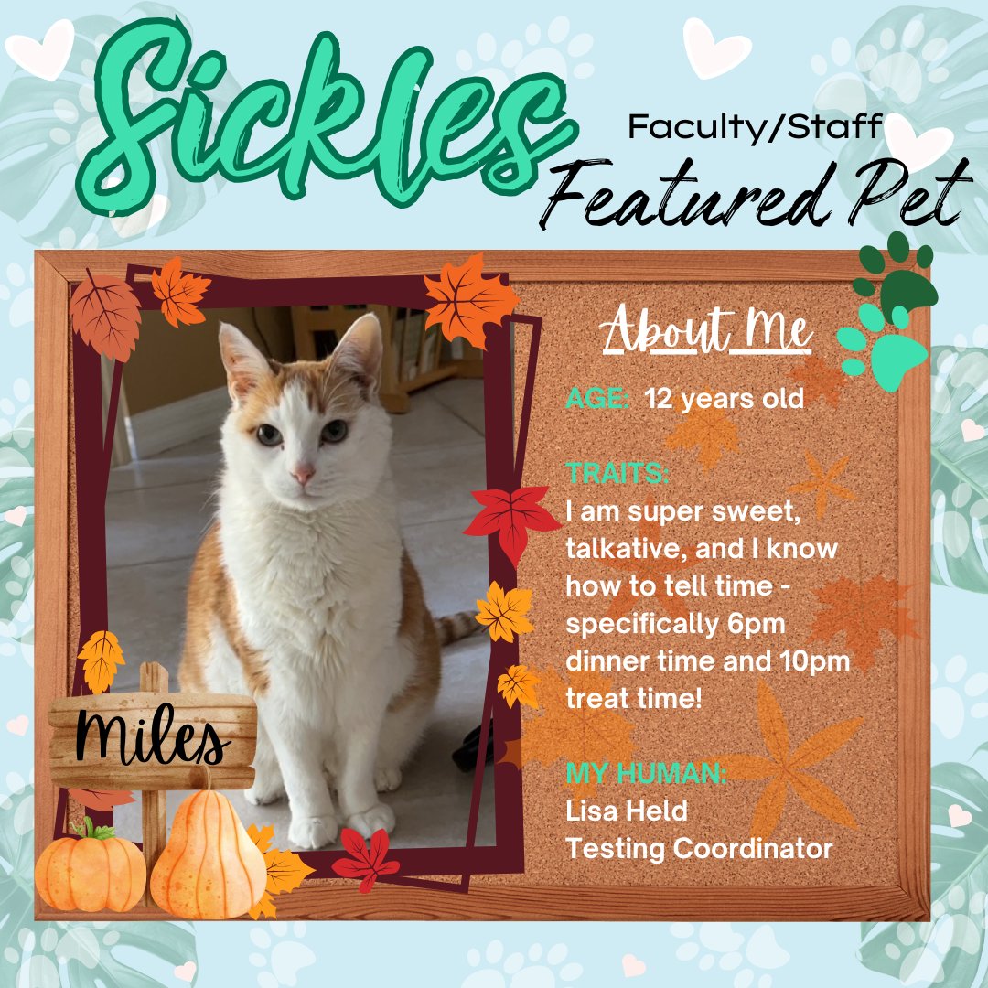 Say hello to Miles - Ms. Held's sweet kitty. 🐾