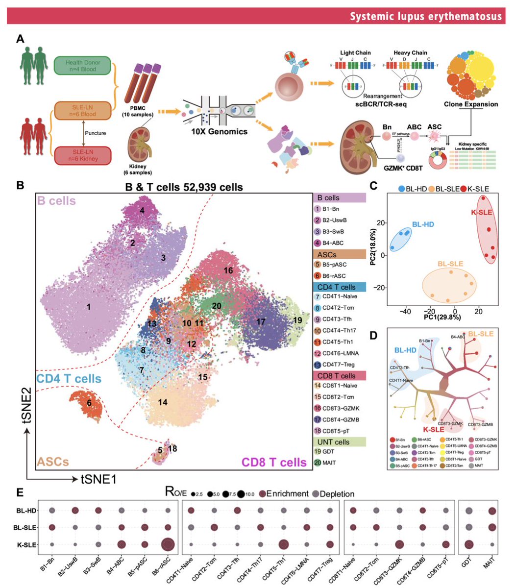 🔬 Exciting findings in #LupusNephritis! 🐺 

🌟 Potent B cell response linked to activated granzyme K+ CD8 T cells 🔥 in the kidney with cutting-edge techniques used! 🧬🧪

👉This immune interaction could lead to innovative treatments💊
🔗 bit.ly/3A7kodH