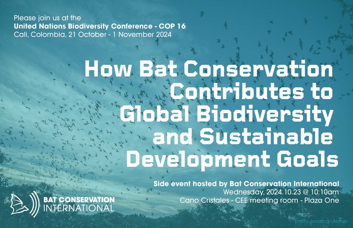 Teague O'Mara (@teague_o) on Twitter photo I'm at #COP16 in Cali, Colombia with the <a href="/BatConIntl/">Bat Conservation International</a> delegation to advance global bat conservation efforts. Just us at our side event Weds at 10:10 to talk about contributions of bat conservation to the GBF & UNSDG. I'm at #COP16 in Cali, Colombia with the <a href="/BatConIntl/">Bat Conservation International</a> delegation to advance global bat conservation efforts. Just us at our side event Weds at 10:10 to talk about contributions of bat conservation to the GBF & UNSDG.