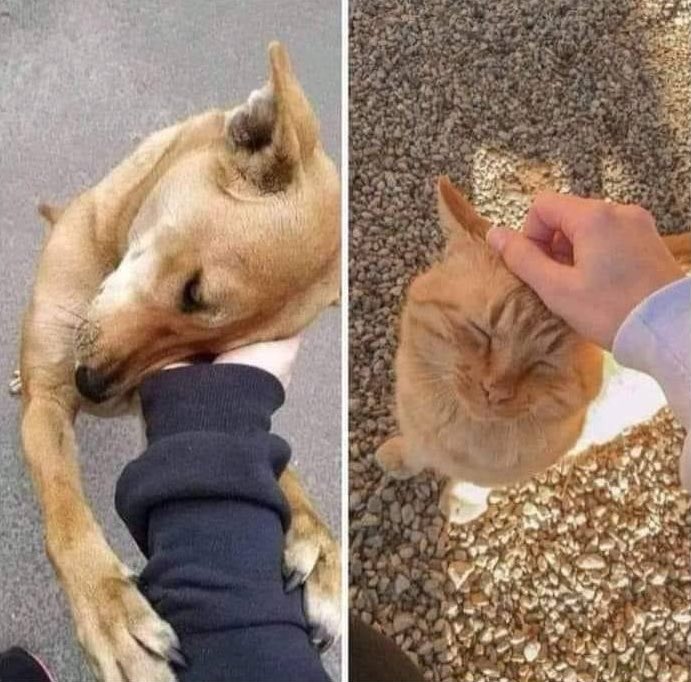 cuttee_cat's tweet photo. ولعل ما ينجيك دائماً هي تلك الحيوانات التي اطعمتها يوماً ما ♥️ https://t.co/8EyRBjbL3A