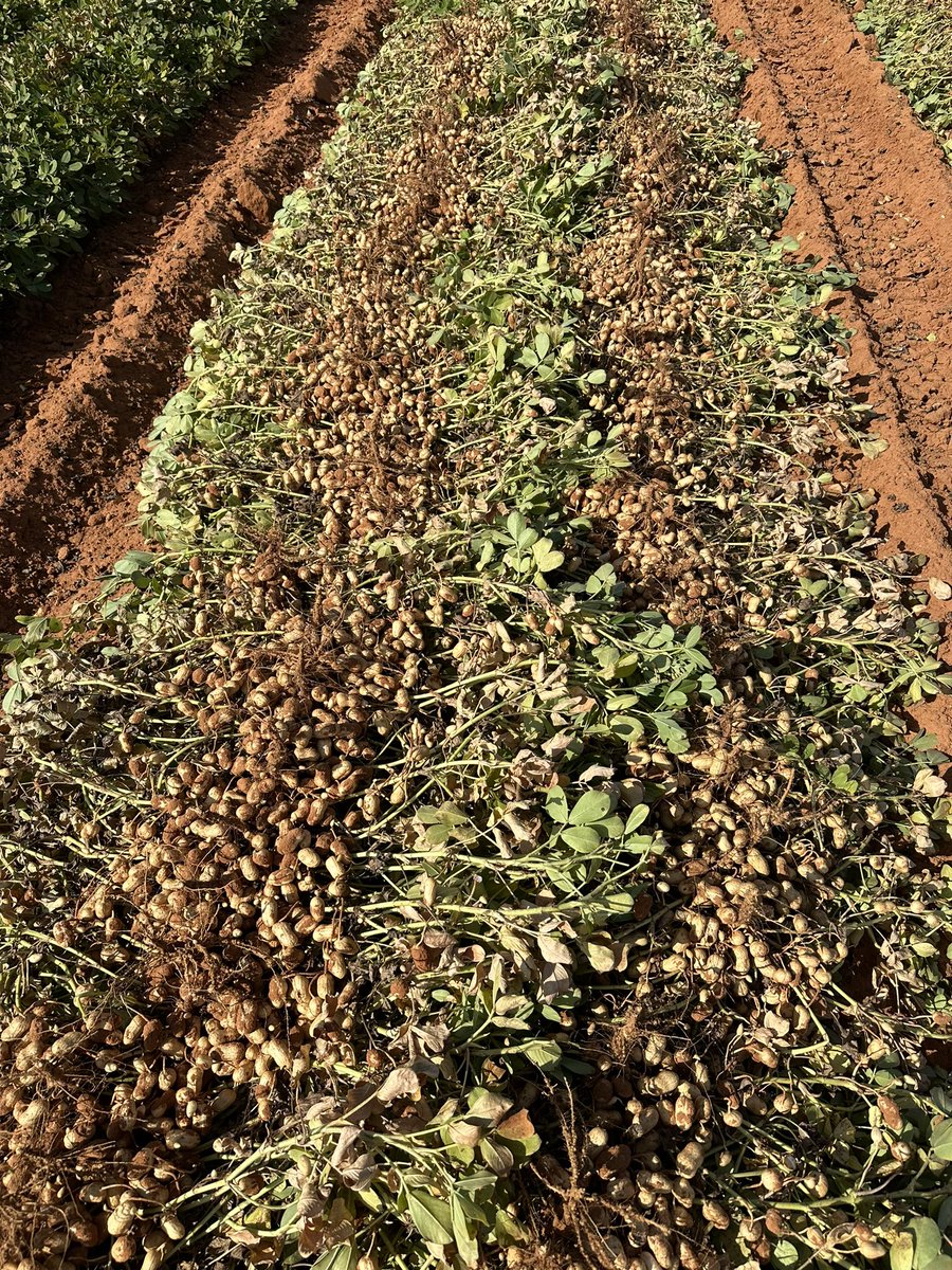 growingthegood's tweet photo. IPG 517
High-Oleic Runner
West Texas
#growingthegood https://t.co/tag4ZZQhdt