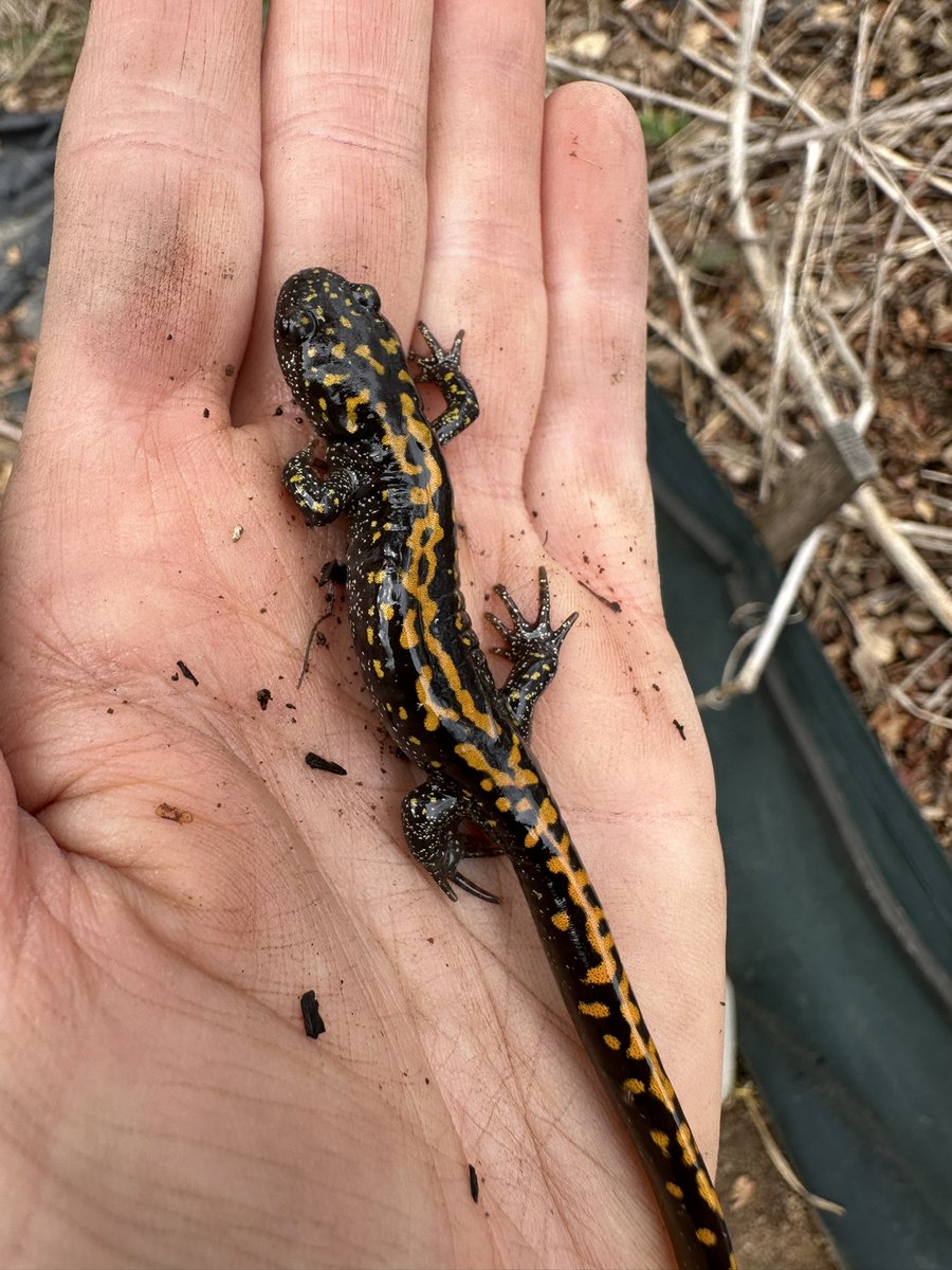 We have a preprint out on our endangered long toed salamander work! assets-eu.researchsquare.com/files/rs-50043…