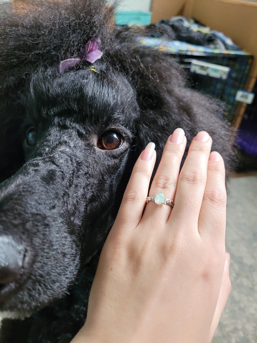 Puppy chaos ✨️ (@theaussiequeeen) on Twitter photo 