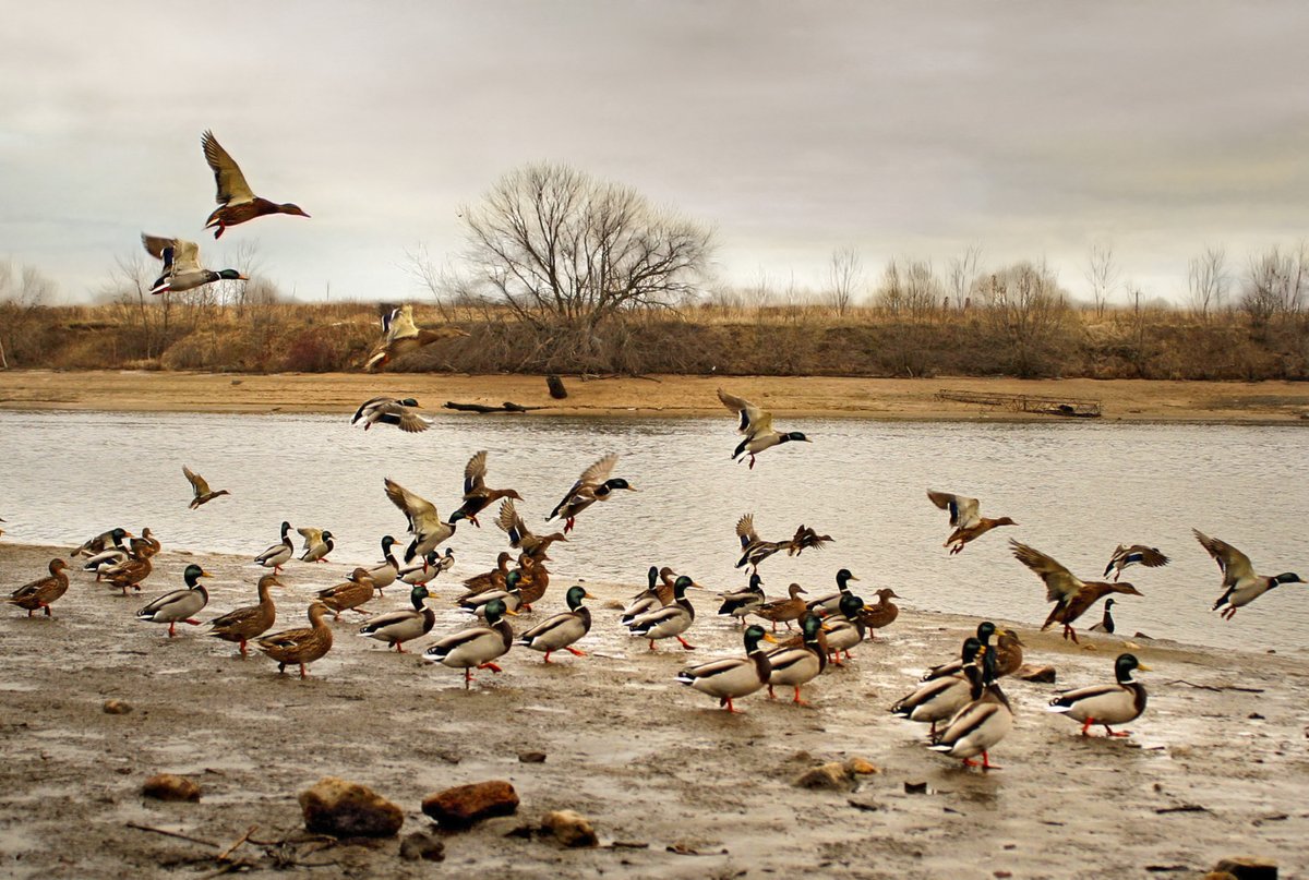 OODMag's tweet photo. A reader asks if it’s legal to use a PCP rifle for hunting waterfowl.
https://t.co/i3KIYXjOoV
@FishWildlifeON 
#Hunting #Fishing #Outdoors #AskACO #ConservationOfficers #PCP #AirRifle #PAL #Waterfowl https://t.co/r3XXsHPMrh
