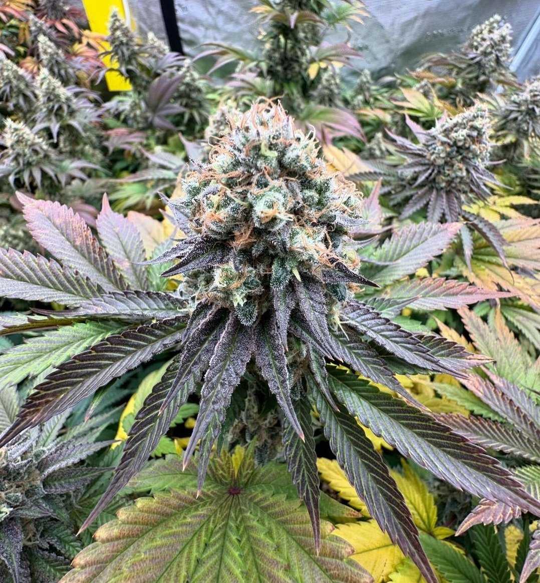 KannabiaSeedsUS's tweet photo. BREAK-UP CAKE by #Kannabia ๐ฑ @KannabiaSeeds @Kannabia_Samen
@IntKannabia
๐ธ Thanks to our #kannabist friend @lavieja59397457 ๐๐ฏ๐งก๐
โน๏ธ #BreakUpCake #seeds โก๏ธ https://t.co/5msOFp7CFA
Fem โ๏ธ
Girl Scout Cookies x #CherryPie
Indica dominant hybrid
#USGenetics ๐บ๐ธ
-40% #discount https://t.co/c3XUpe775W