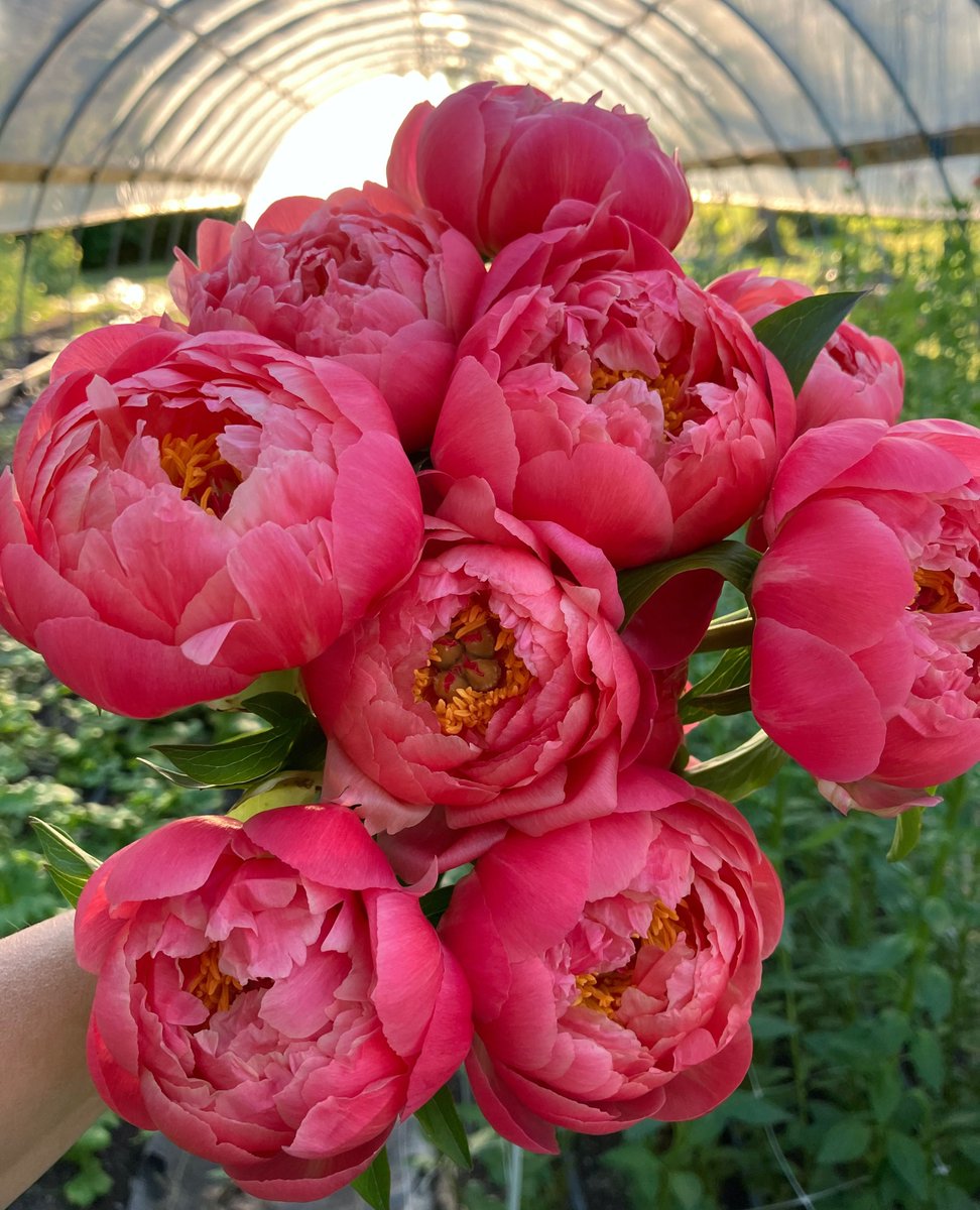 PodcastFlower's tweet photo. This week on the podcast, I’m thrilled to have Sarah Jo Eversole, owner of @everbloomfields in Lancaster, TX!  Though her micro flower farm may be small, she delivers not only top-quality blooms but also impressive volume. https://t.co/z1OMvIamS5