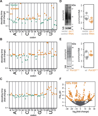 Bloodsucking Parasites (@bloodsparasites) on Twitter photo Disruption of tRNA biogenesis enhances proteostatic resilience, improves later-life health, and promotes longevity dlvr.it/TFcfZC <a href="/PLOSBiology/">PLOS Biology</a> Disruption of tRNA biogenesis enhances proteostatic resilience, improves later-life health, and promotes longevity dlvr.it/TFcfZC <a href="/PLOSBiology/">PLOS Biology</a>
