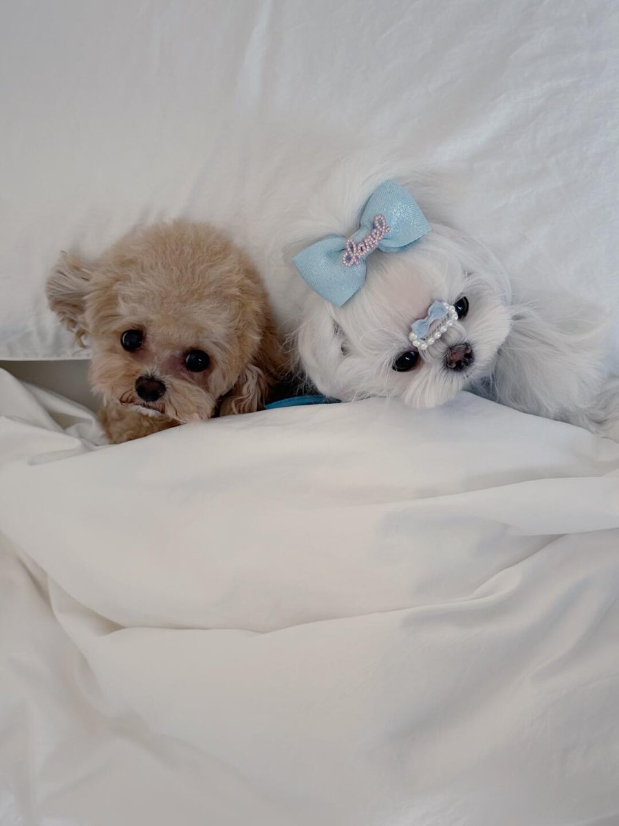 L___theused's tweet photo. Wake up Auntie Good morning ～～～～🌞|||#Teddy #AmericanDogs #Marzies https://t.co/t7mqrbYBZa