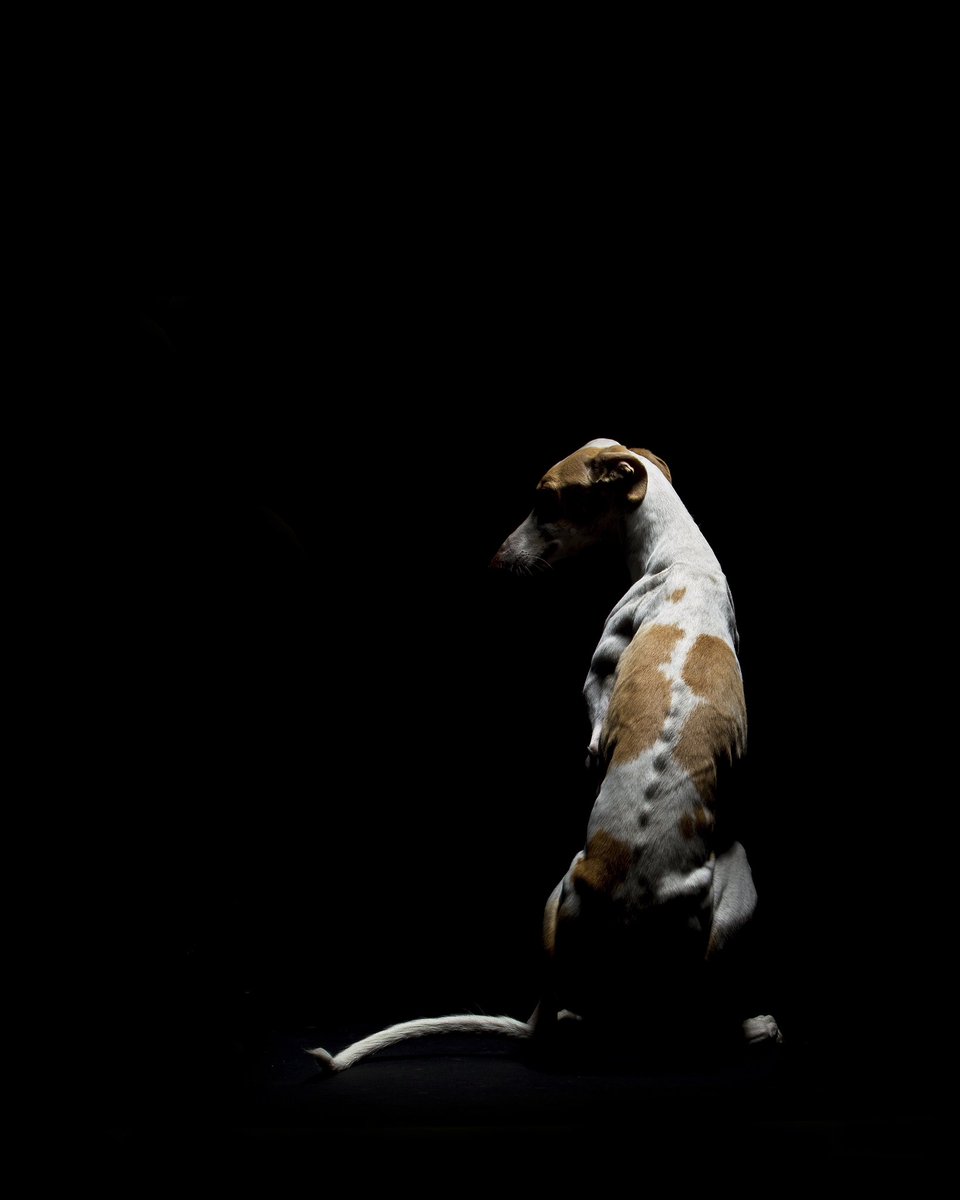 El maltrato y el abandono es una lacra que debe avergonzar al ser humano. 
No podemos dejar de señalar a aquellos que no tienen corazón.