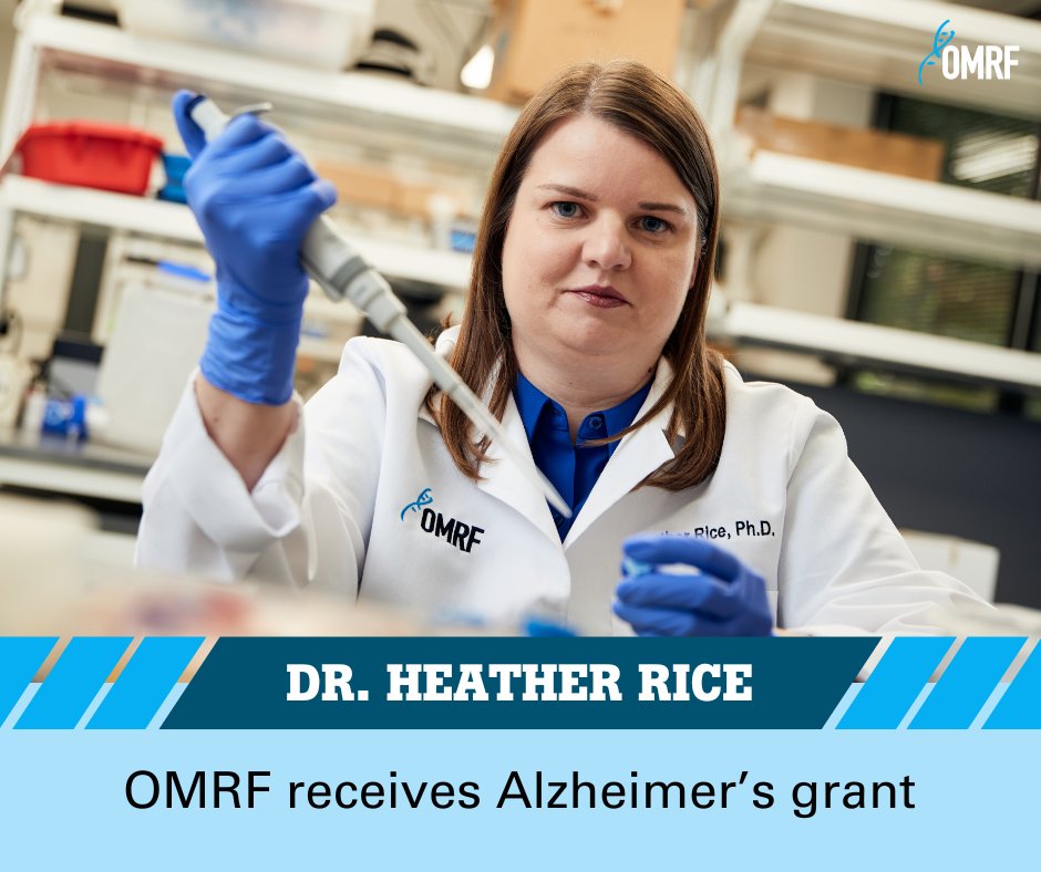 OMRF's tweet image. A new angle on Alzheimer&apos;s – OMRF scientist Dr. Heather Rice will study a protein that&apos;s been linked to cancer. 🧠🧬

Read more: omrf.org/2024/10/17/omr…
