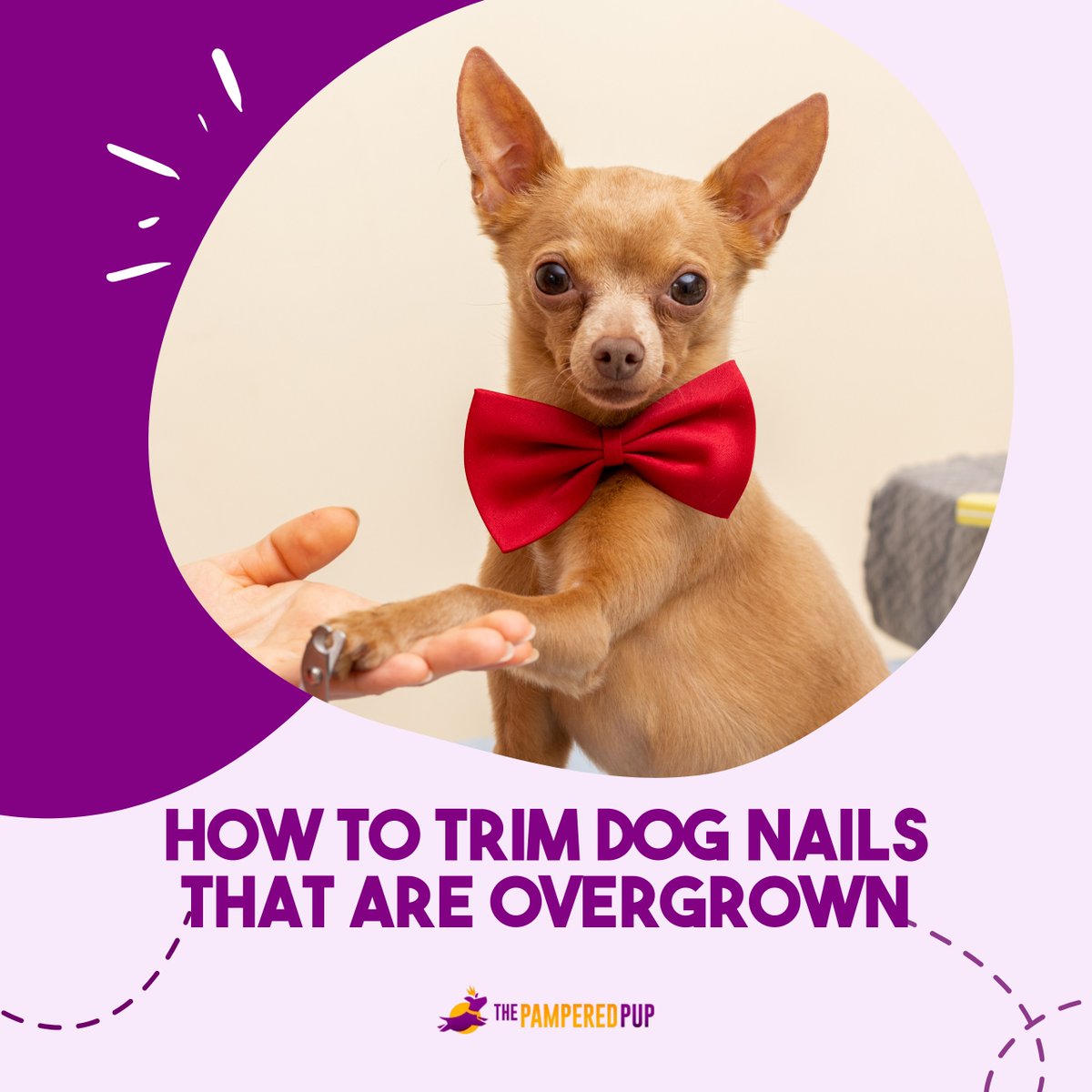 The Pampered Pup tweet media