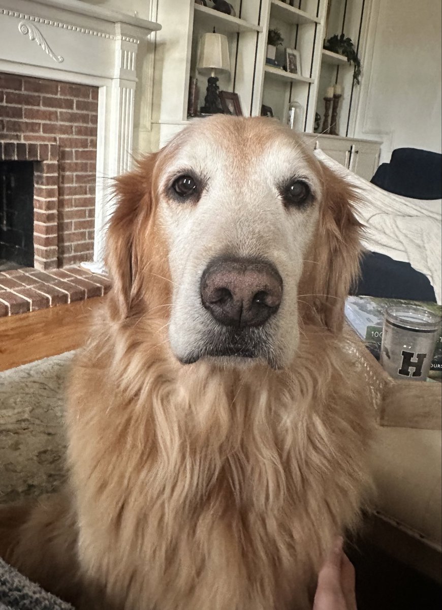 MandyNunn's tweet photo. @KirkHerbstreit I love watching Ben being Ben. His demeanor reminds me so much of my 10 year old boy, Reuben. Thank you for sharing him with all of us..❤️🐾🐾🐶 https://t.co/df0P0NL49f
