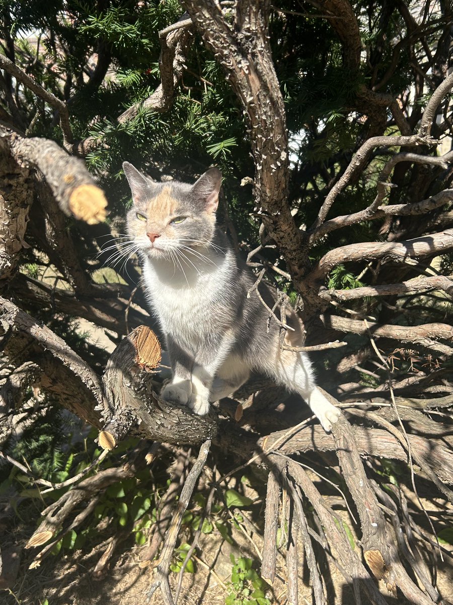 GoldbergSK's tweet photo. People talk a lot about the benefits of canvassing for GOTV/electoral strategy, but no one ever talks about the fact that you might get to meet some cute cats. 

Presenting: a handful of my favorite canvass kitties I’ve encountered here in Philly https://t.co/tyBCjjSo7O